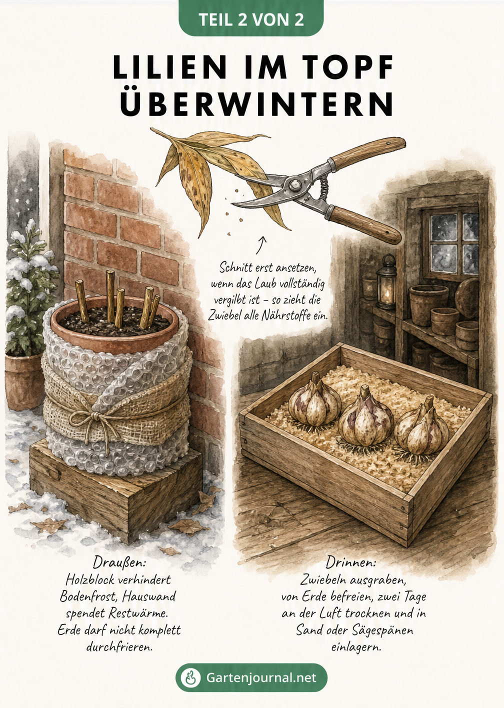 Zwei Methoden zur Überwinterung von Lilien: im Topf draußen mit Noppenfolie und drinnen in einer Holzkiste mit Sand