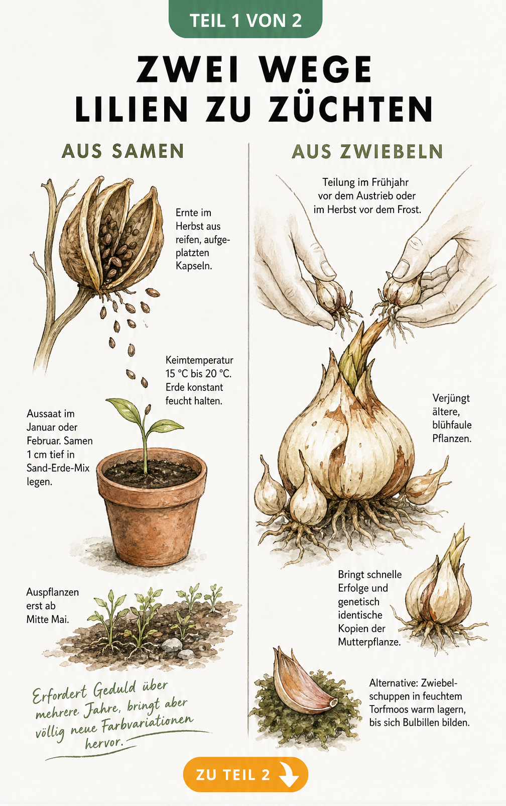 Botanische Illustration der Lilienvermehrung durch Samen und Zwiebeln