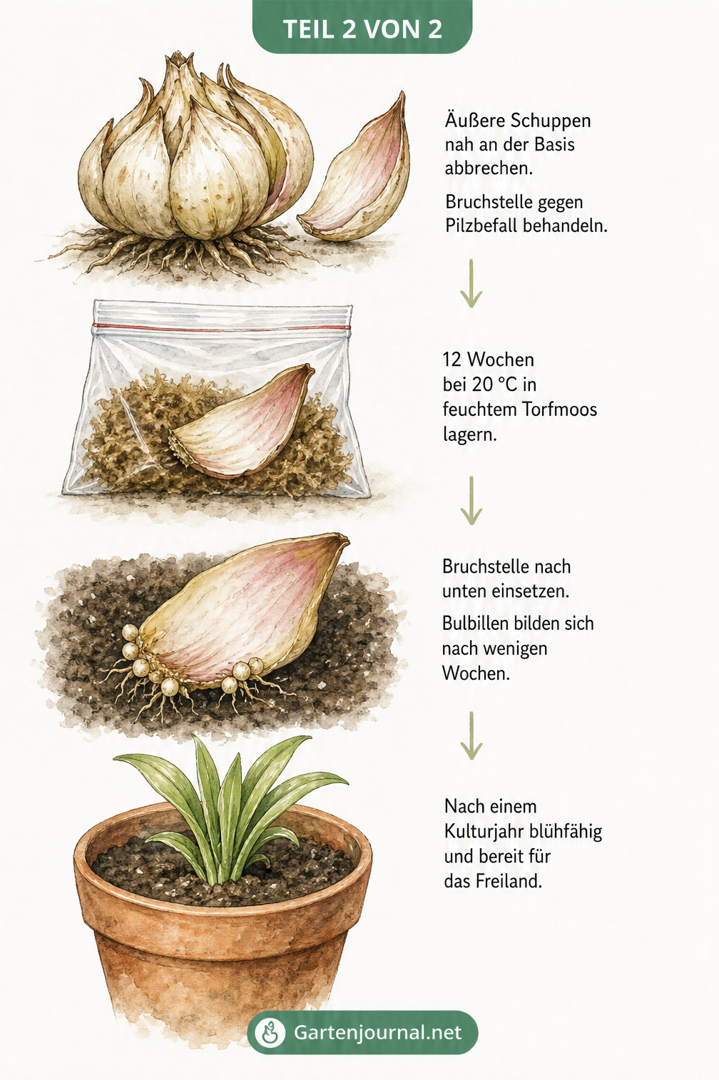 Visueller Zeitstrahl der Lilienvermehrung über Zwiebelschuppen, von der abgetrennten Schuppe bis zur Jungpflanze