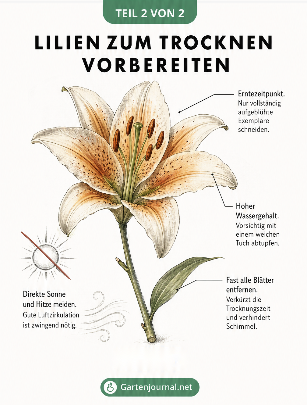 Detaillierte Illustration einer geöffneten Lilie mit Hinweisen zur Vorbereitung für das Trocknen, wie Erntezeitpunkt und Entfernen der Blätter.