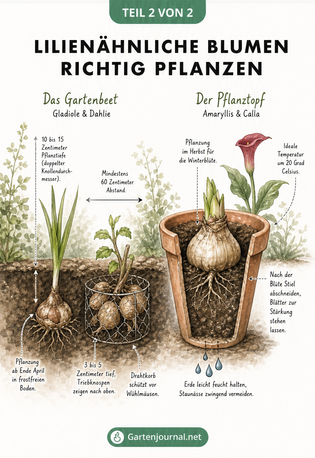 Querschnitt-Zeichnung zum richtigen Pflanzen von Gladiole, Dahlie, Amaryllis und Calla
