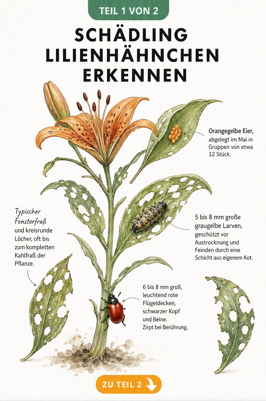 Botanische Illustration einer Lilie mit Fraßspuren, Eiern, Larve und ausgewachsenem Lilienhähnchen