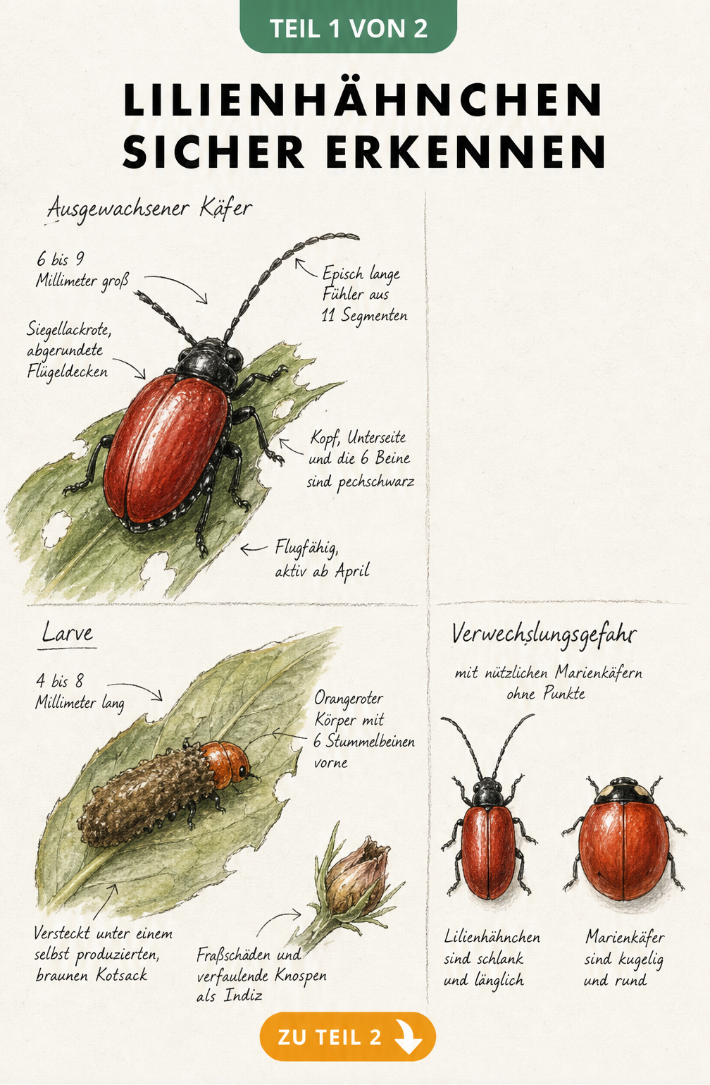 Illustration von Lilienhähnchen und Larve mit Merkmalen zur Erkennung und Unterscheidung vom Marienkäfer