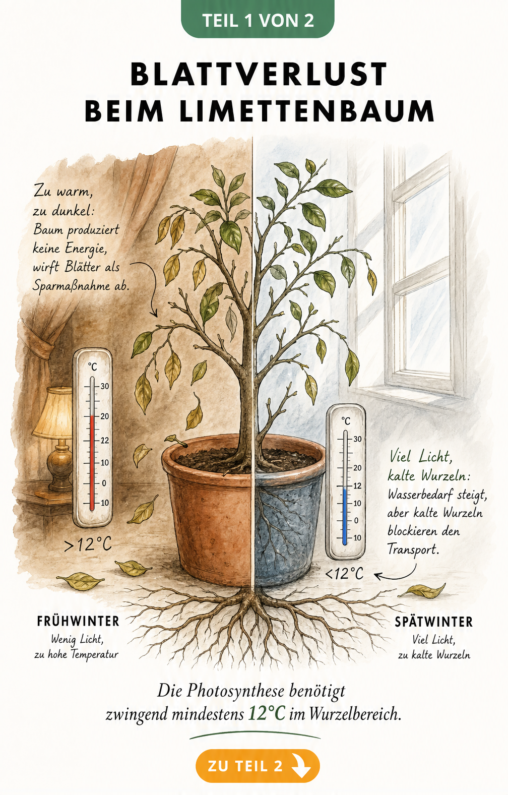 Illustration eines Limettenbaums im Querschnitt, die zeigt, wie Licht und Temperatur im Winter zu Blattverlust führen