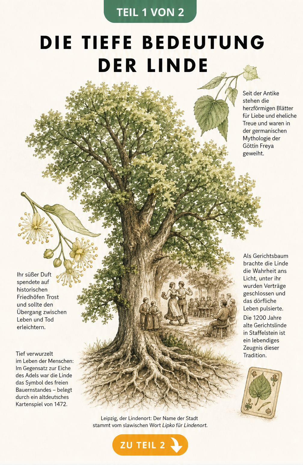 Botanische Illustration einer Linde mit Erklärungen zu ihrer Symbolik für Liebe, Treue und als historischer Gerichtsbaum