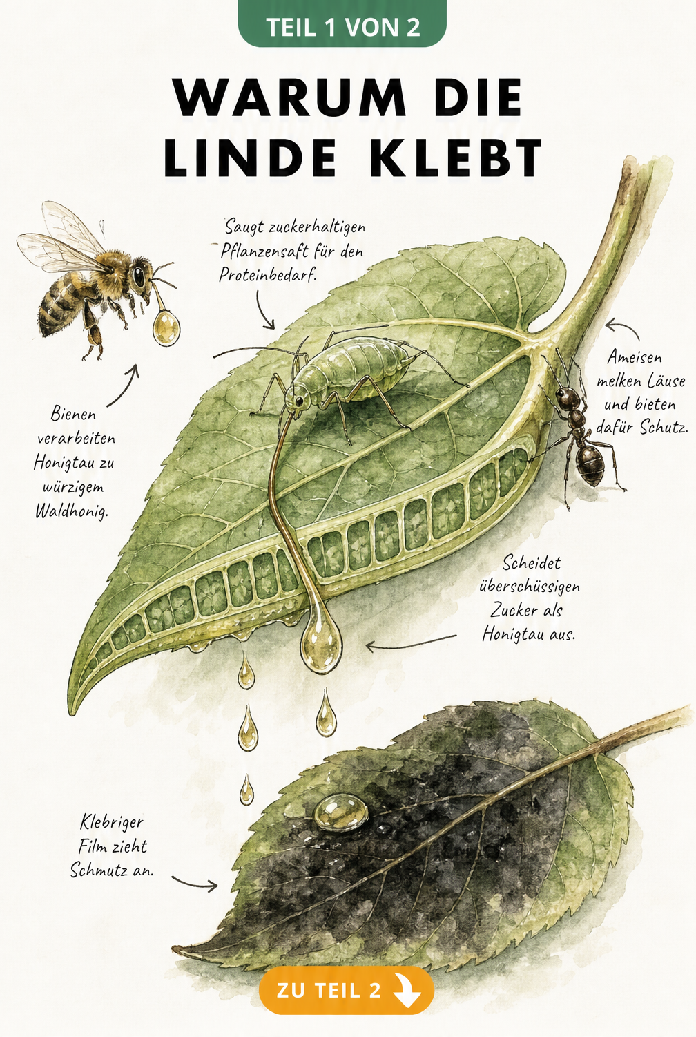 Botanische Illustration eines Lindenblatts im Querschnitt mit einer Blattlaus, die Pflanzensaft saugt und Honigtau ausscheidet.