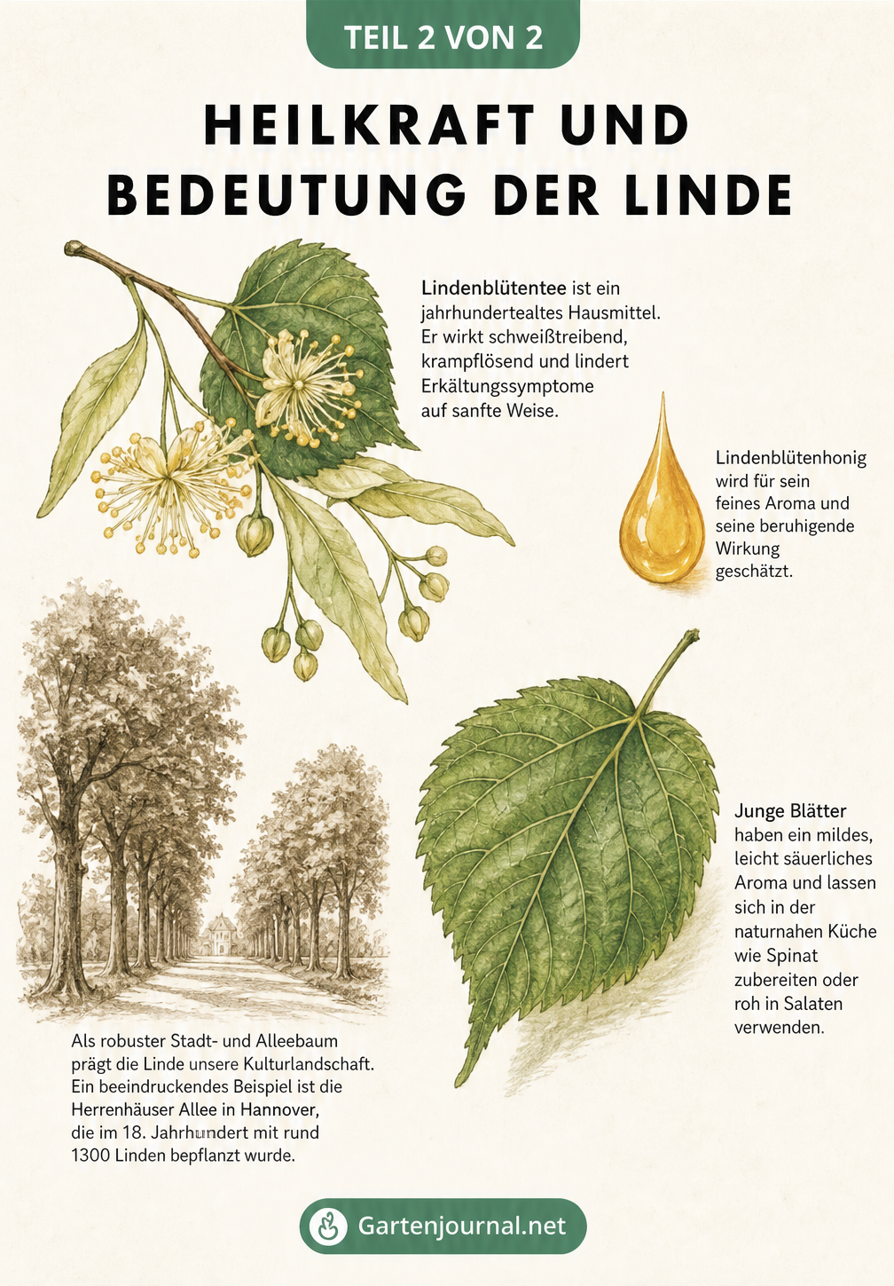 Aquarell-Illustration von Lindenblüten, Lindenblättern und Honig mit Erklärungen zur Heilkraft und Nutzung
