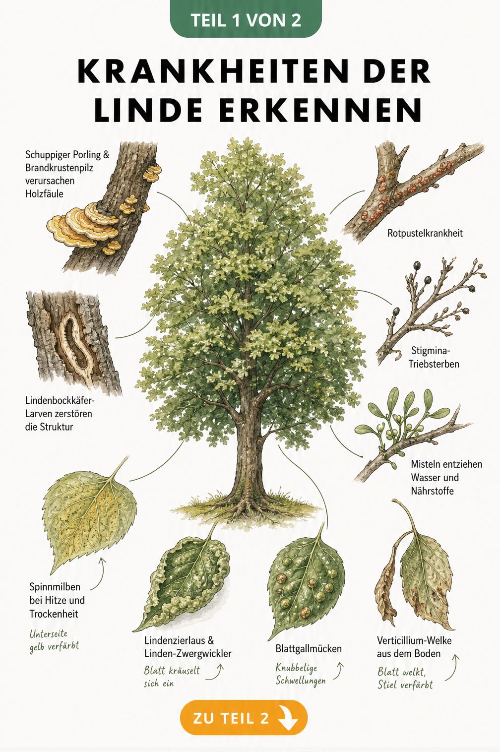 Botanische Illustration einer Linde mit Detailzeichnungen von Schadbildern wie Pilzbefall, Fraßgängen und verfärbten Blättern durch Schädlinge.