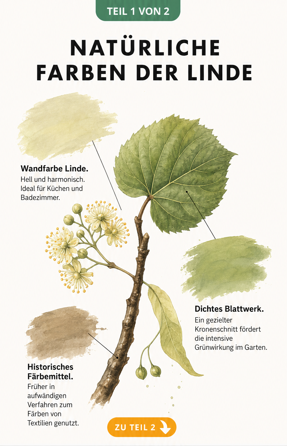 Botanische Illustration eines Lindenzweigs mit Blüte, Blatt und Rinde sowie drei Farbklecksen in Gelbgrün, Grün und Braun.