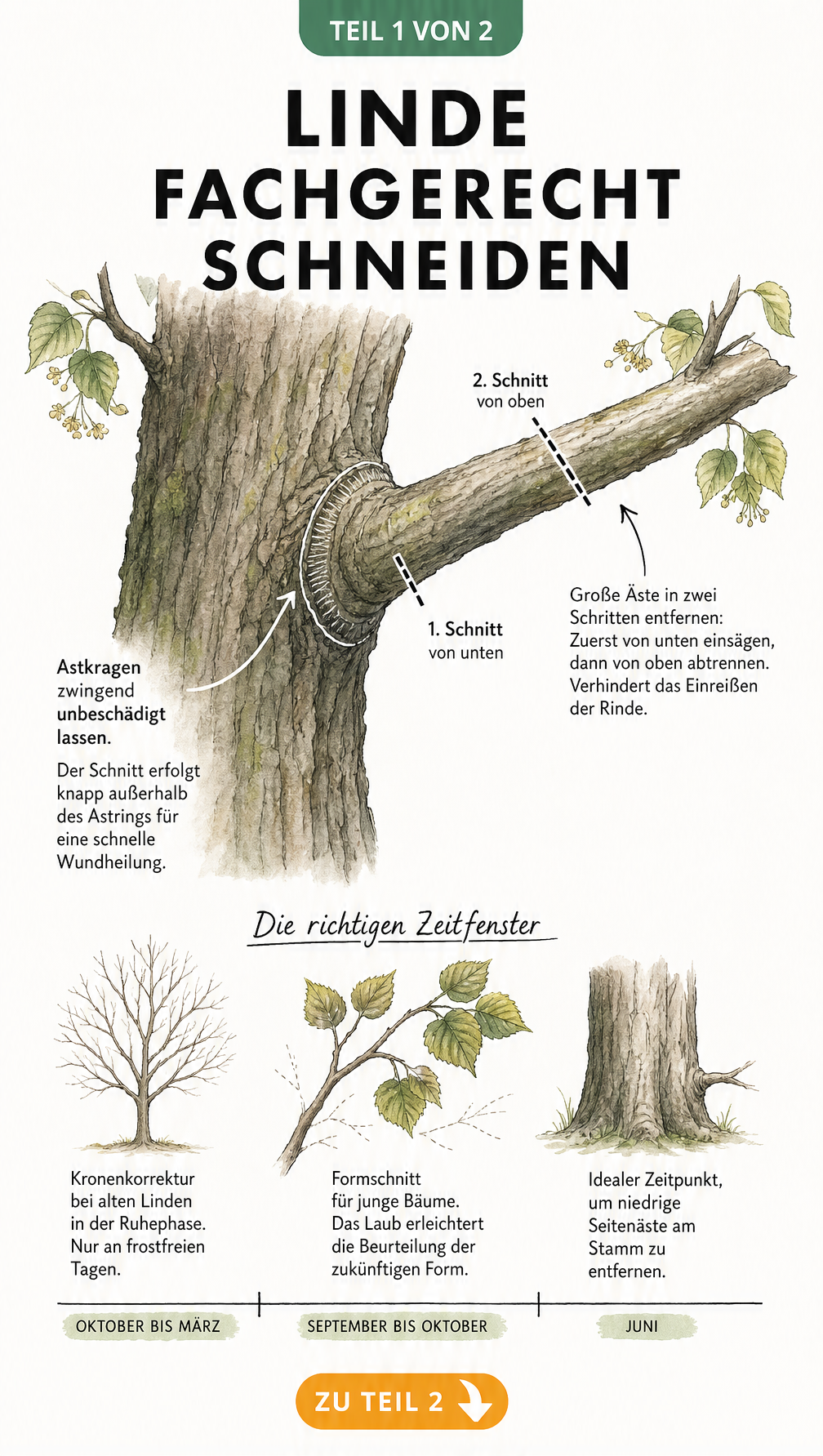 Illustration eines Lindenstamms mit Schnitt-Technik und Zeitstrahl für den Baumschnitt