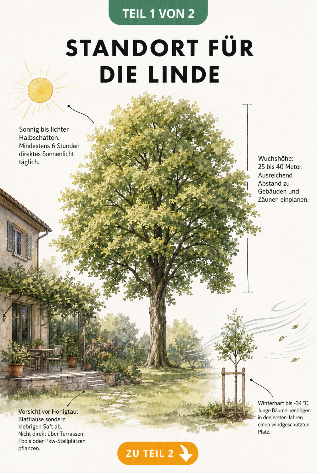 Handgezeichnete Skizze einer Linde im Garten mit Hinweisen zu Sonnenlicht, Wuchshöhe, Windschutz und Honigtau
