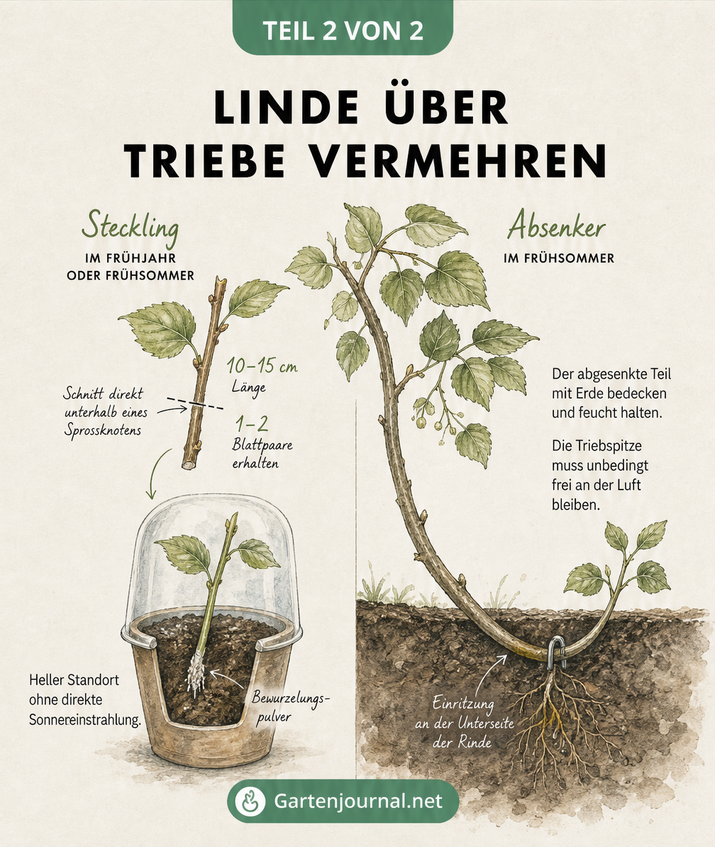 Illustration zur vegetativen Vermehrung einer Linde durch Stecklinge im Topf und Absenker im Boden