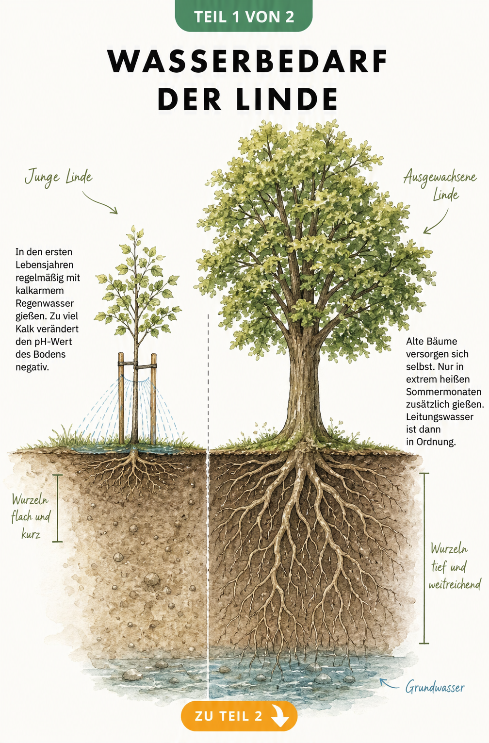 Botanische Illustration des Wasserbedarfs einer Linde im Vergleich zwischen jungem und altem Baum mit Wurzelquerschnitt