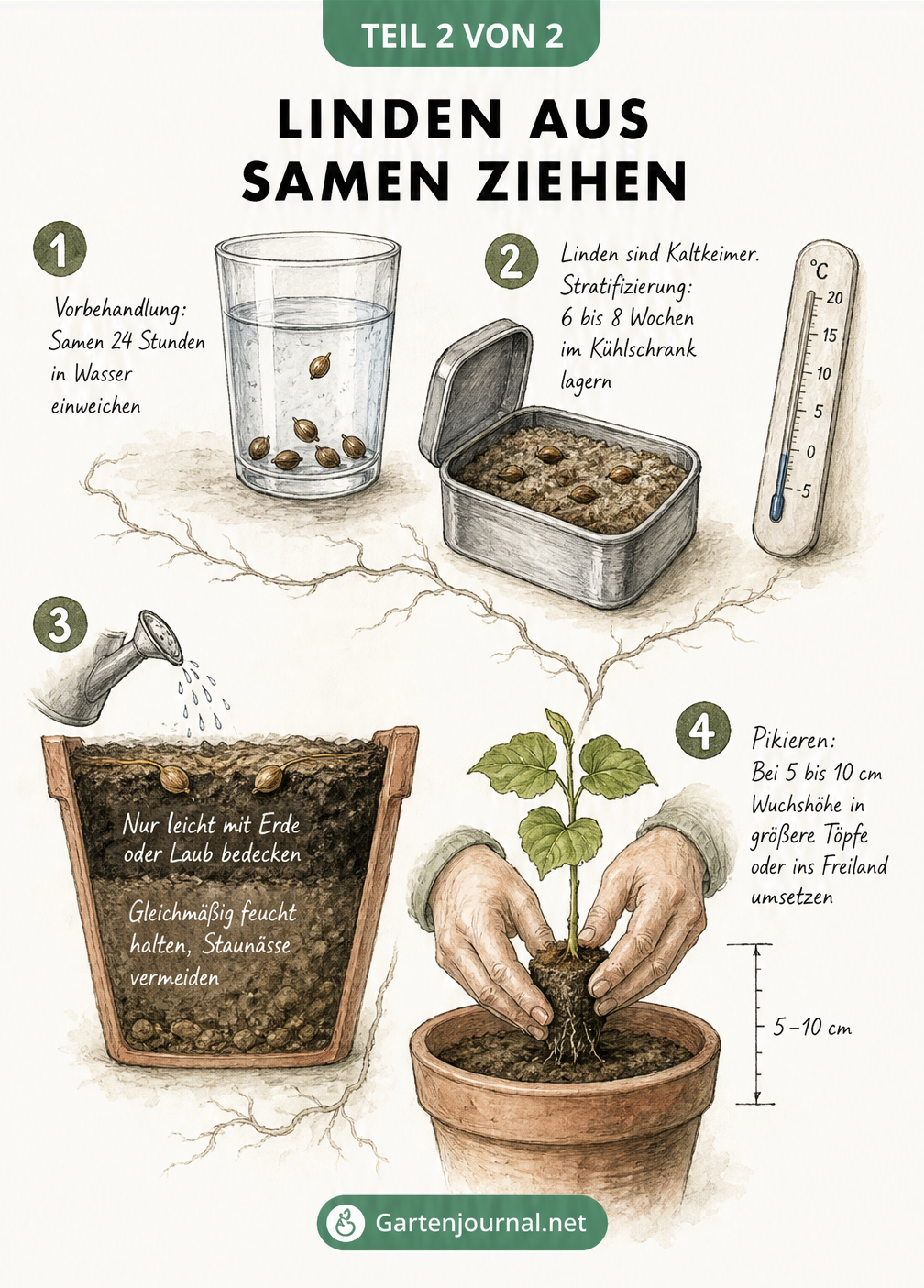 Schritt-für-Schritt-Anleitung zur Anzucht von Linden aus Samen