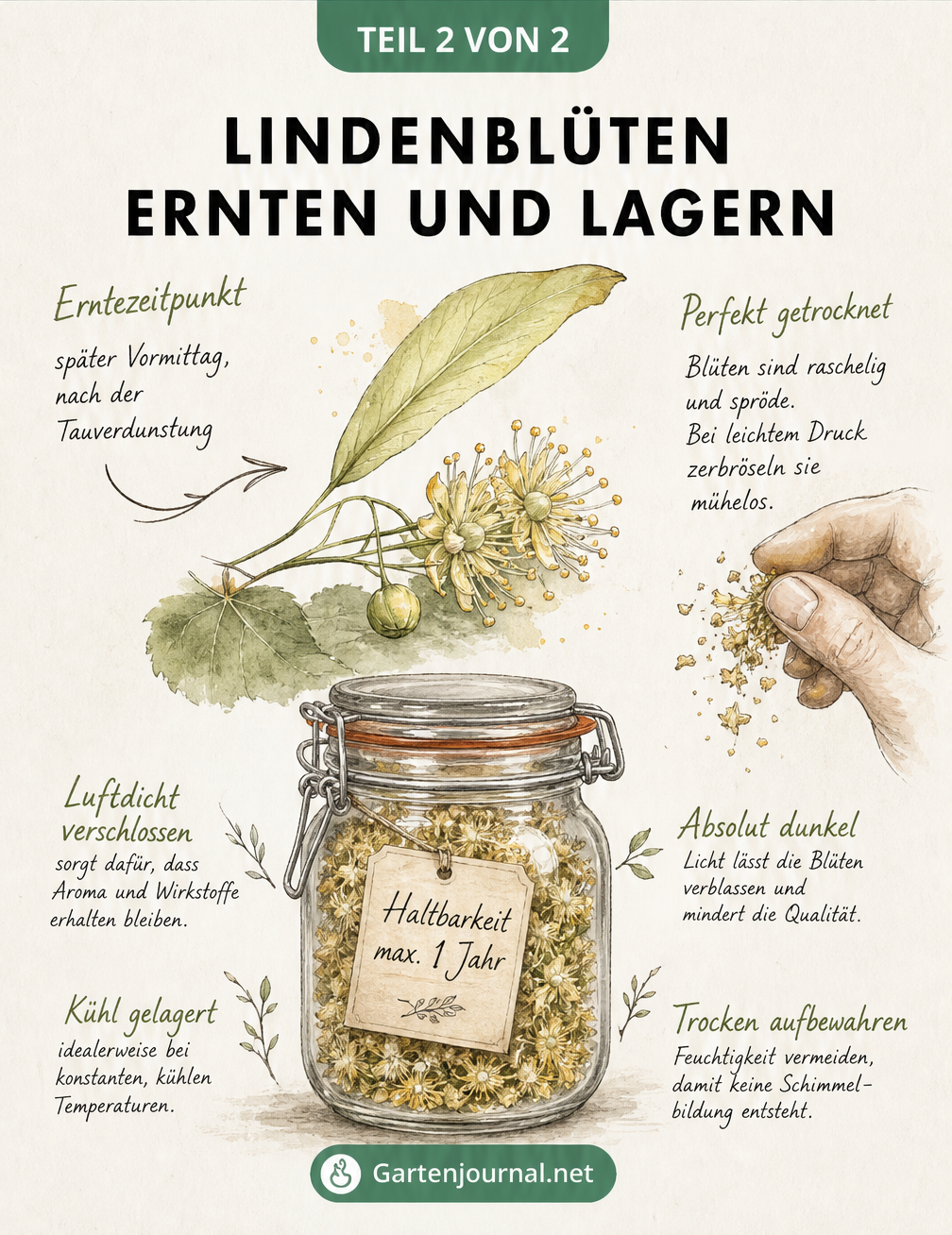 Illustration einer frischen Lindenblüte, einer getrockneten Blüte und eines Einmachglases mit Tipps zur Ernte und Lagerung.