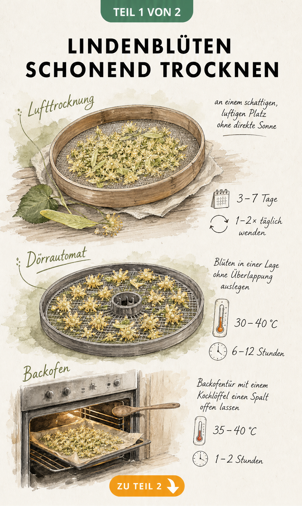 Botanische Illustration der drei Methoden zum Trocknen von Lindenblüten: Lufttrocknung, Dörrautomat und Backofen mit Temperatur- und Zeitangaben.