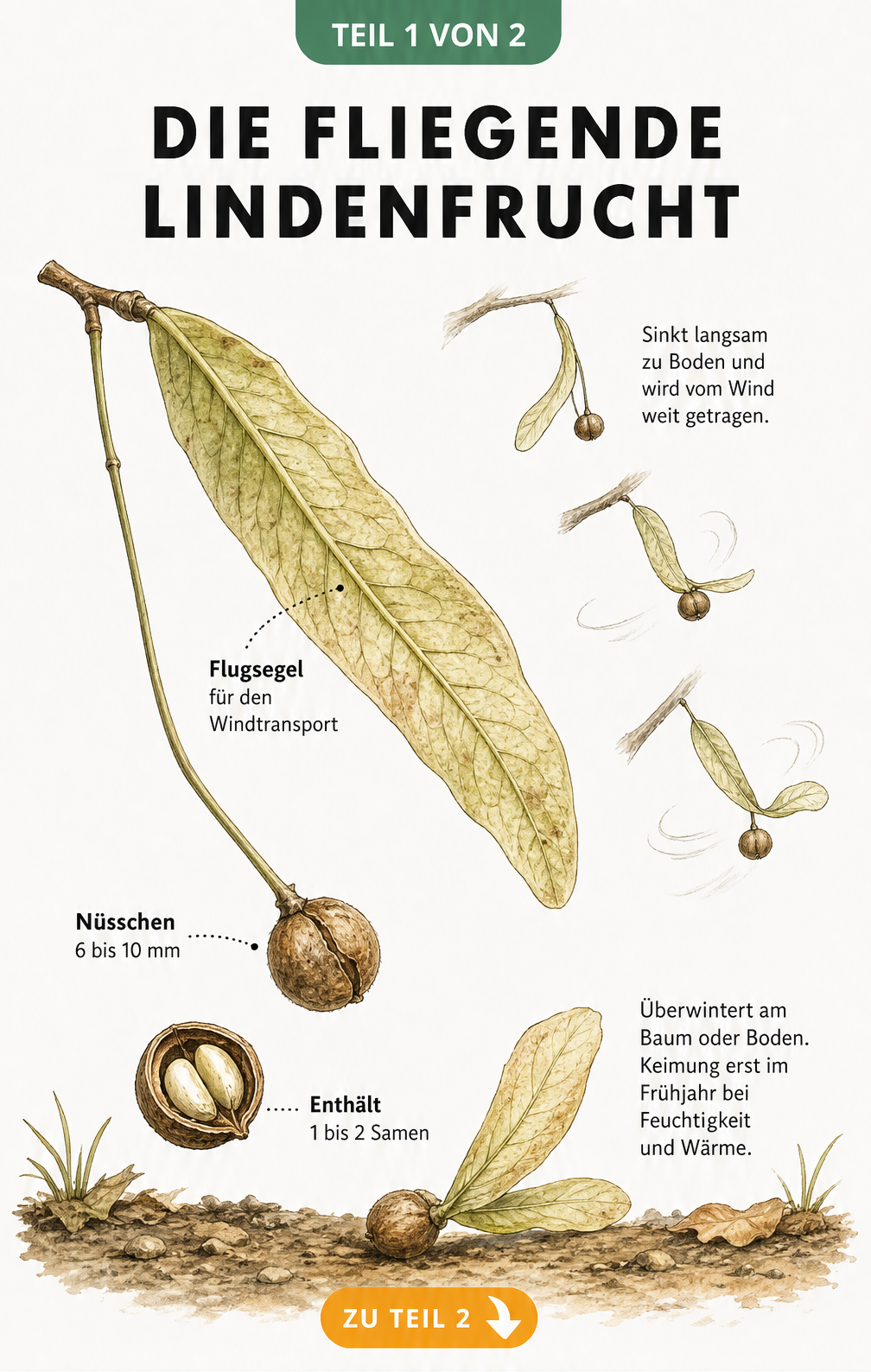 Botanische Illustration einer Lindenfrucht mit Hochblatt und Nüsschen sowie einer Bewegungsstudie des Falls