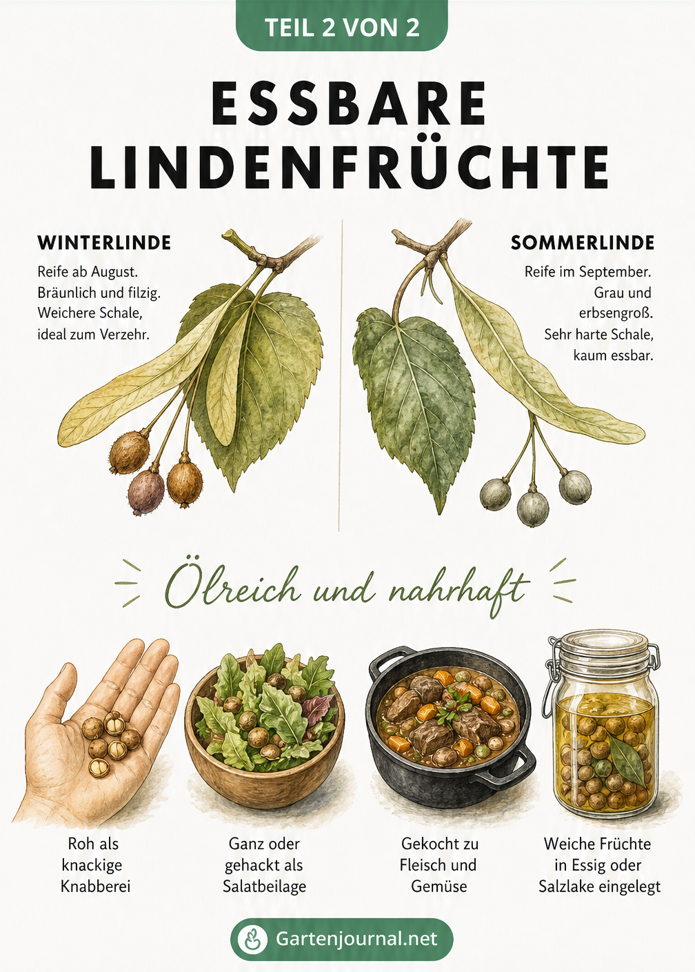Gegenüberstellung von Winterlinde und Sommerlinde sowie Illustrationen zur kulinarischen Verwendung der Früchte