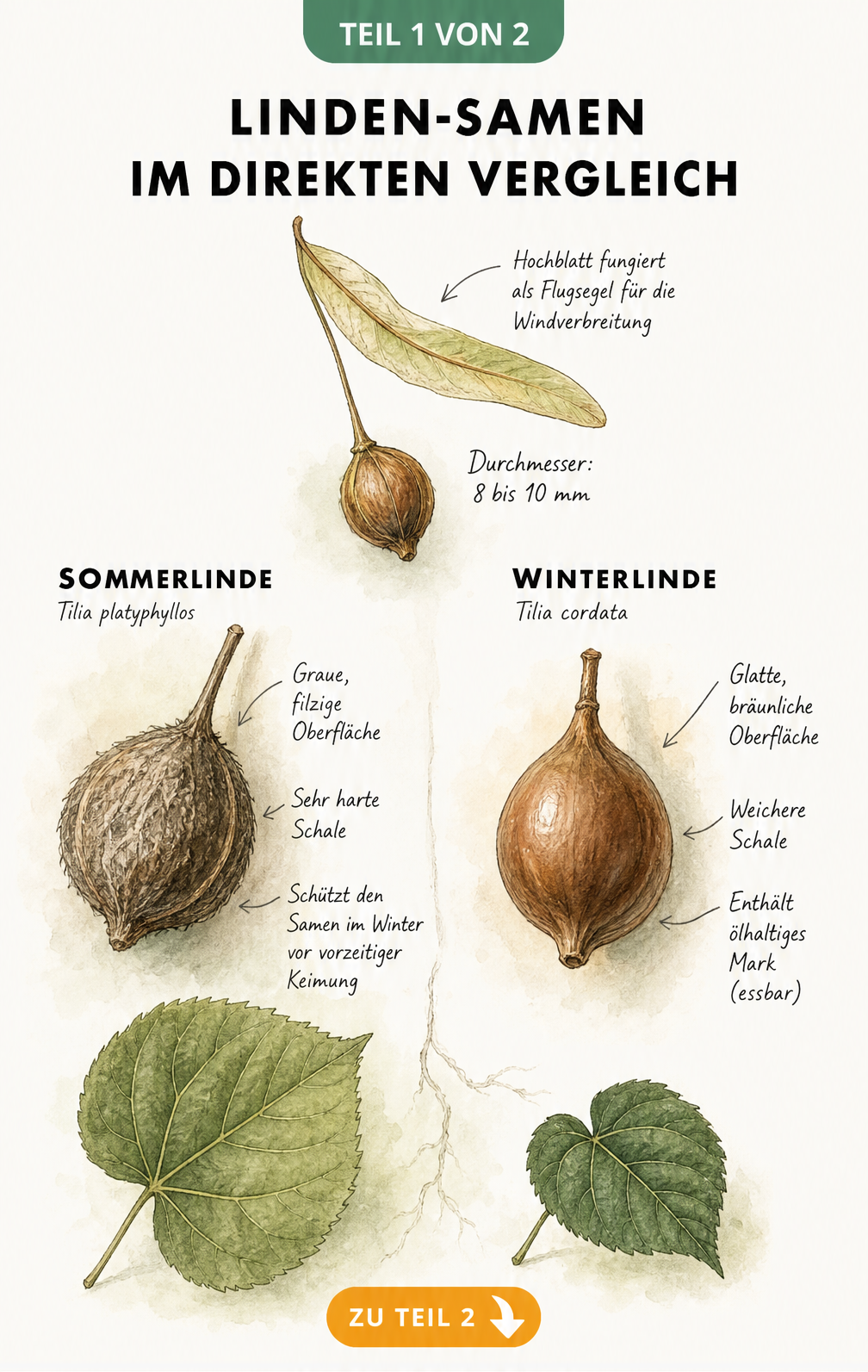 Vergleich der Lindenfrüchte von Sommerlinde und Winterlinde mit Hochblatt
