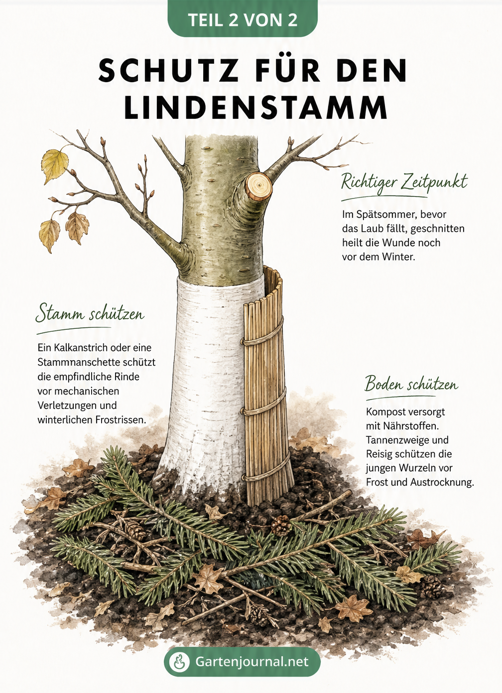 Illustration einer jungen Linde im Spätsommer bis Winter, mit frischem Astschnitt, weißem Kalkanstrich am Stamm und Kompost sowie Tannenzweigen am Boden als...