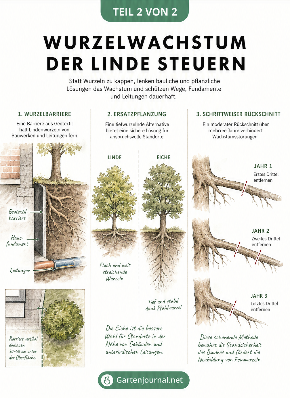 Gartenplan mit drei Alternativen zum radikalen Wurzelschnitt: Wurzelbarriere, Ersatzpflanzung mit einer Eiche und schrittweiser Rückschnitt.
