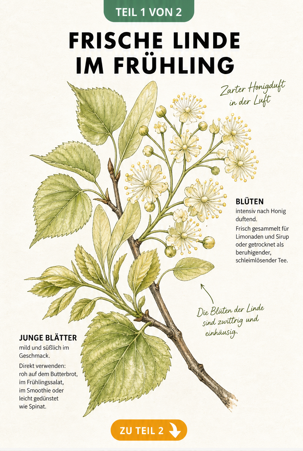 Botanische Illustration eines Lindenzweigs mit jungen Blättern und blassgelben Blüten