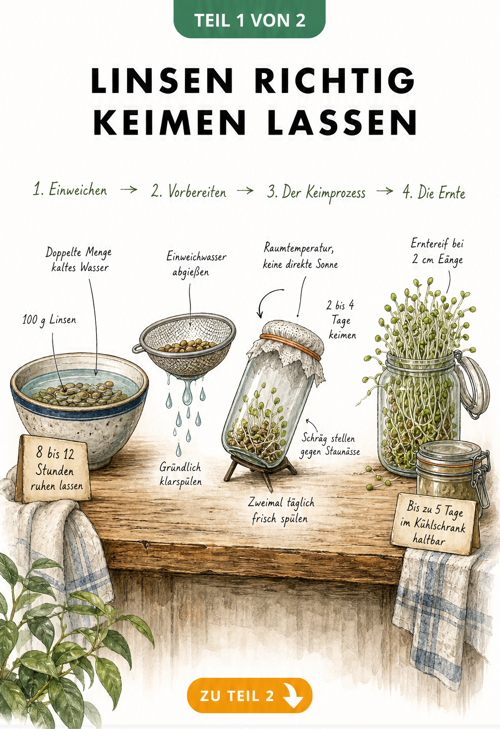 Illustration der vier Schritte zum Keimen von Linsen: Einweichen, Vorbereiten, Keimprozess im Sprossenglas und die Ernte.