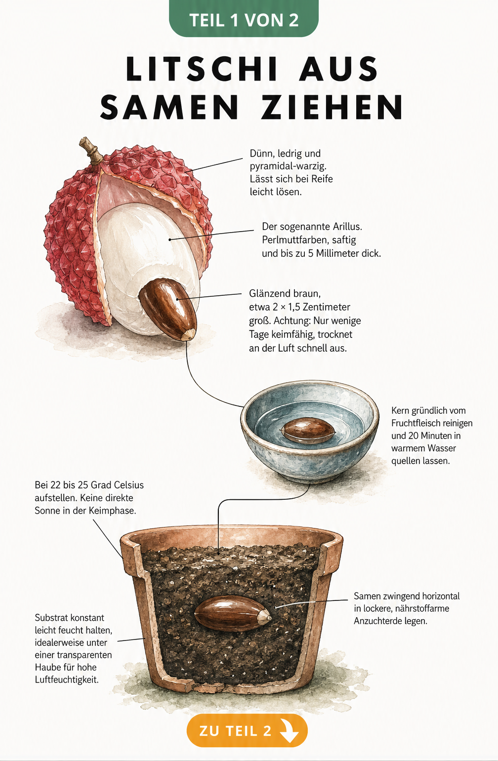 Botanische Illustration: Litschi aus Samen ziehen, von der Frucht bis zum Einpflanzen des Kerns in Anzuchterde