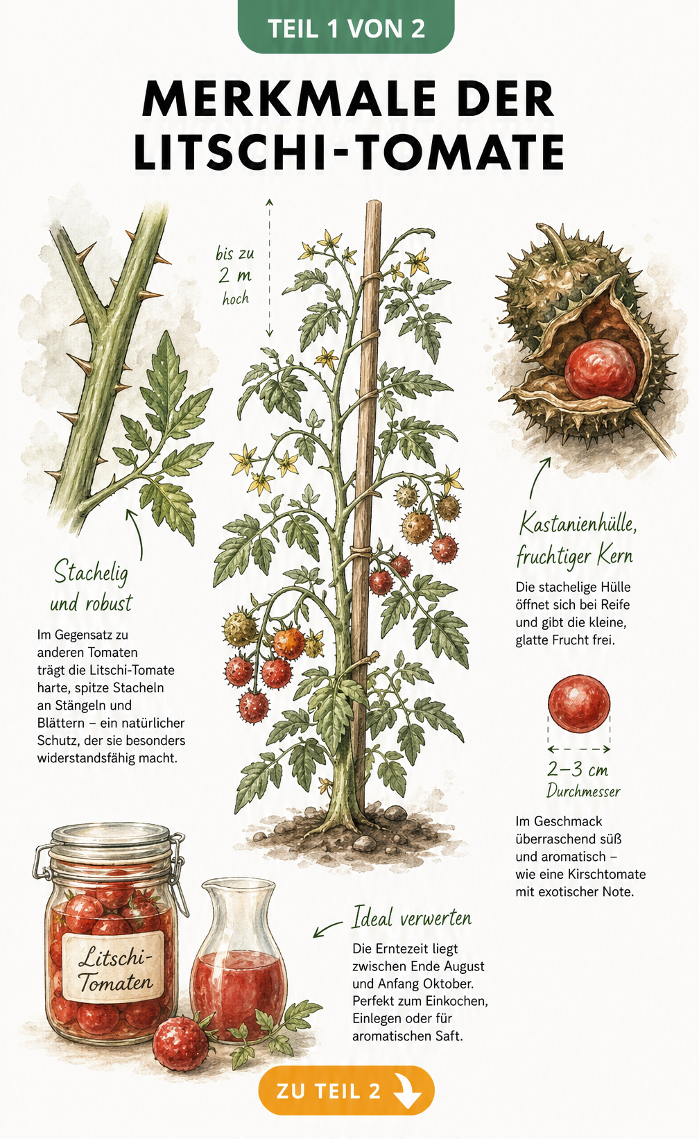 Botanische Illustration der Litschi-Tomate mit Stacheln an Stängeln und Blättern sowie der Fruchtentwicklung