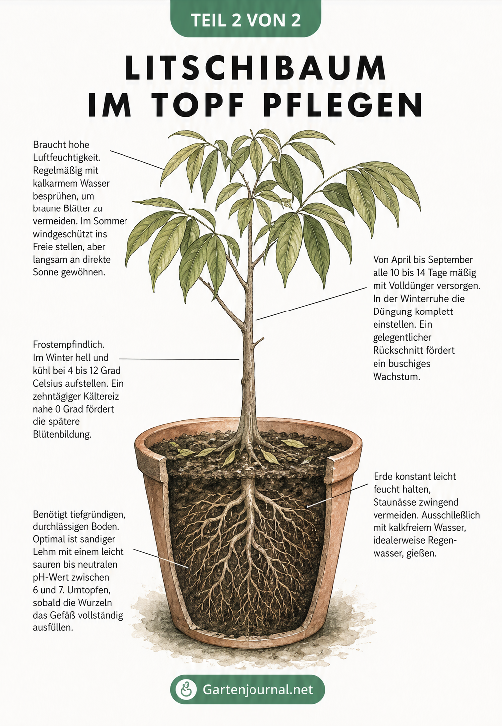 Botanische Illustration: Pflege eines jungen Litschibaums im Topf mit Hinweisen zu Standort, Gießen und Düngen