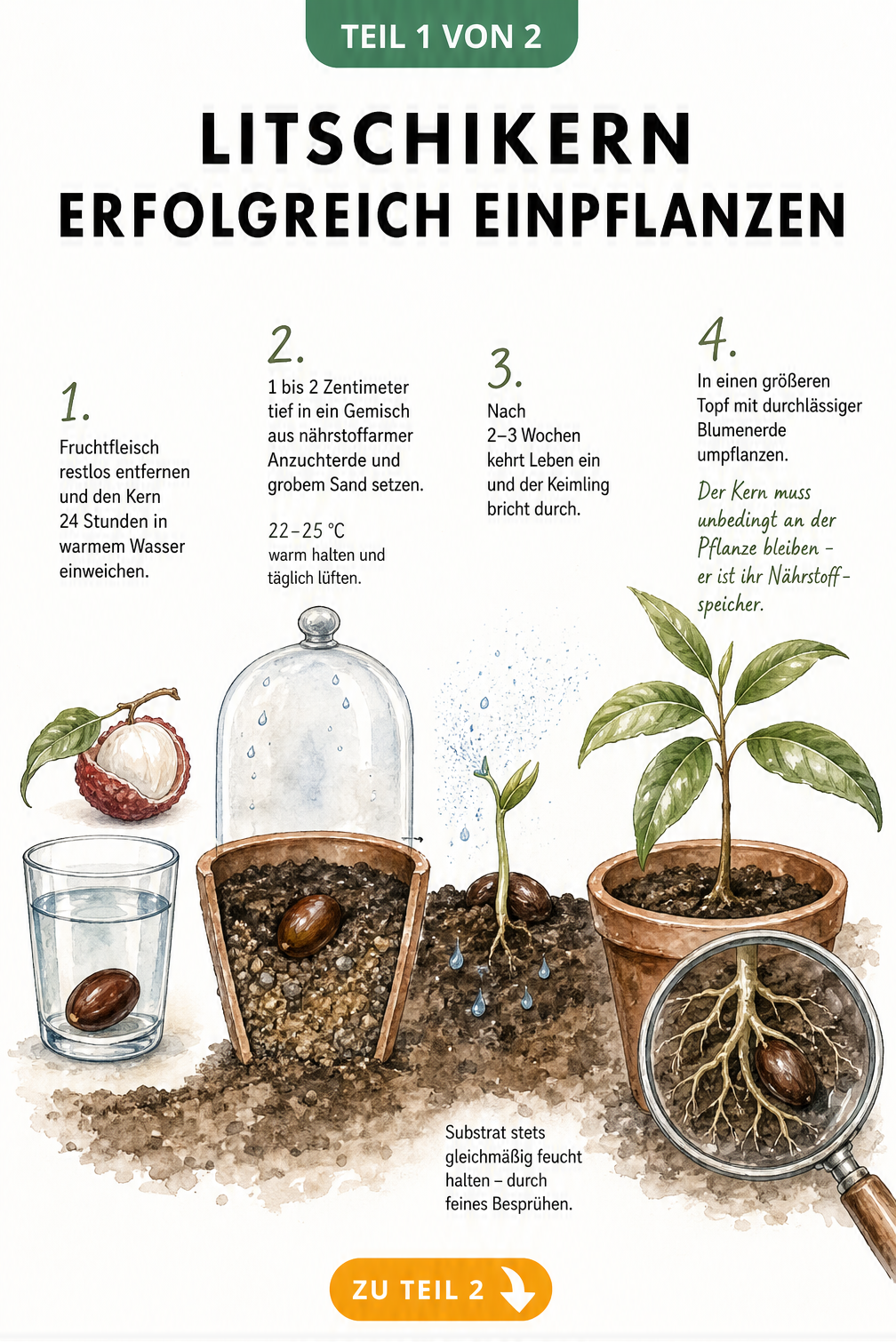 Illustration der vier Entwicklungsstadien eines Litschikerns vom Einweichen im Wasserglas bis zur Jungpflanze im Topf
