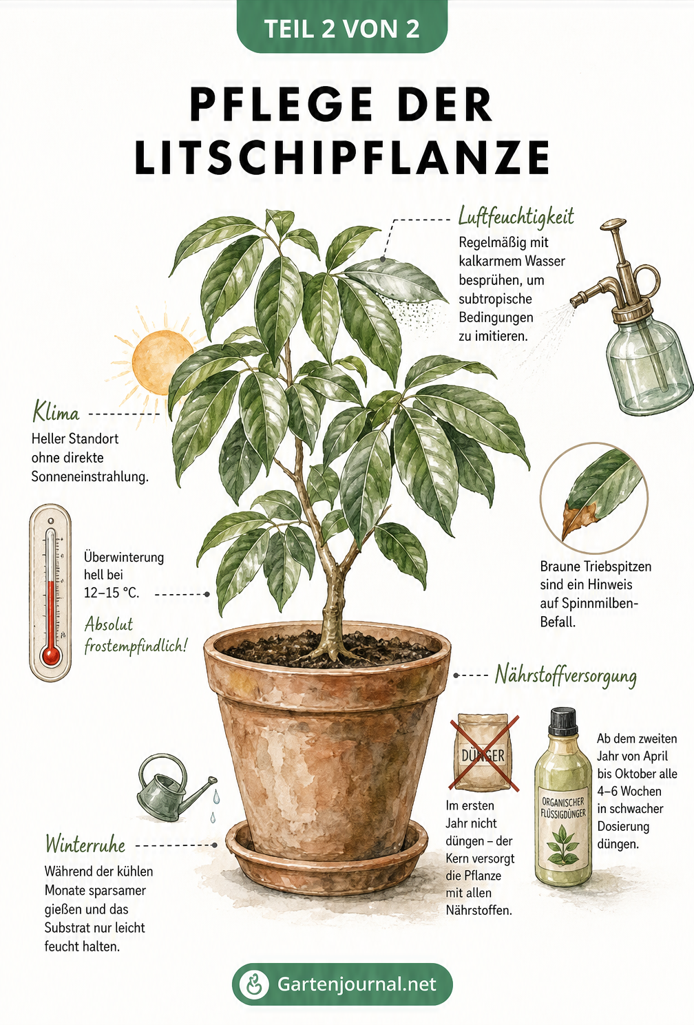Botanische Zeichnung einer Litschipflanze im Kübel mit Pflegehinweisen zu Luftfeuchtigkeit, Standort und Düngung