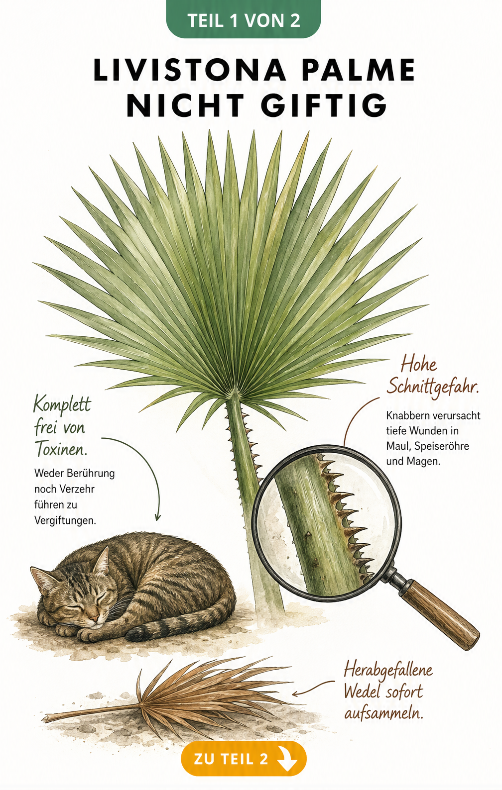Illustration eines Livistona-Wedels mit schlafender Katze und Lupe, die scharfe Stielzähne zeigt