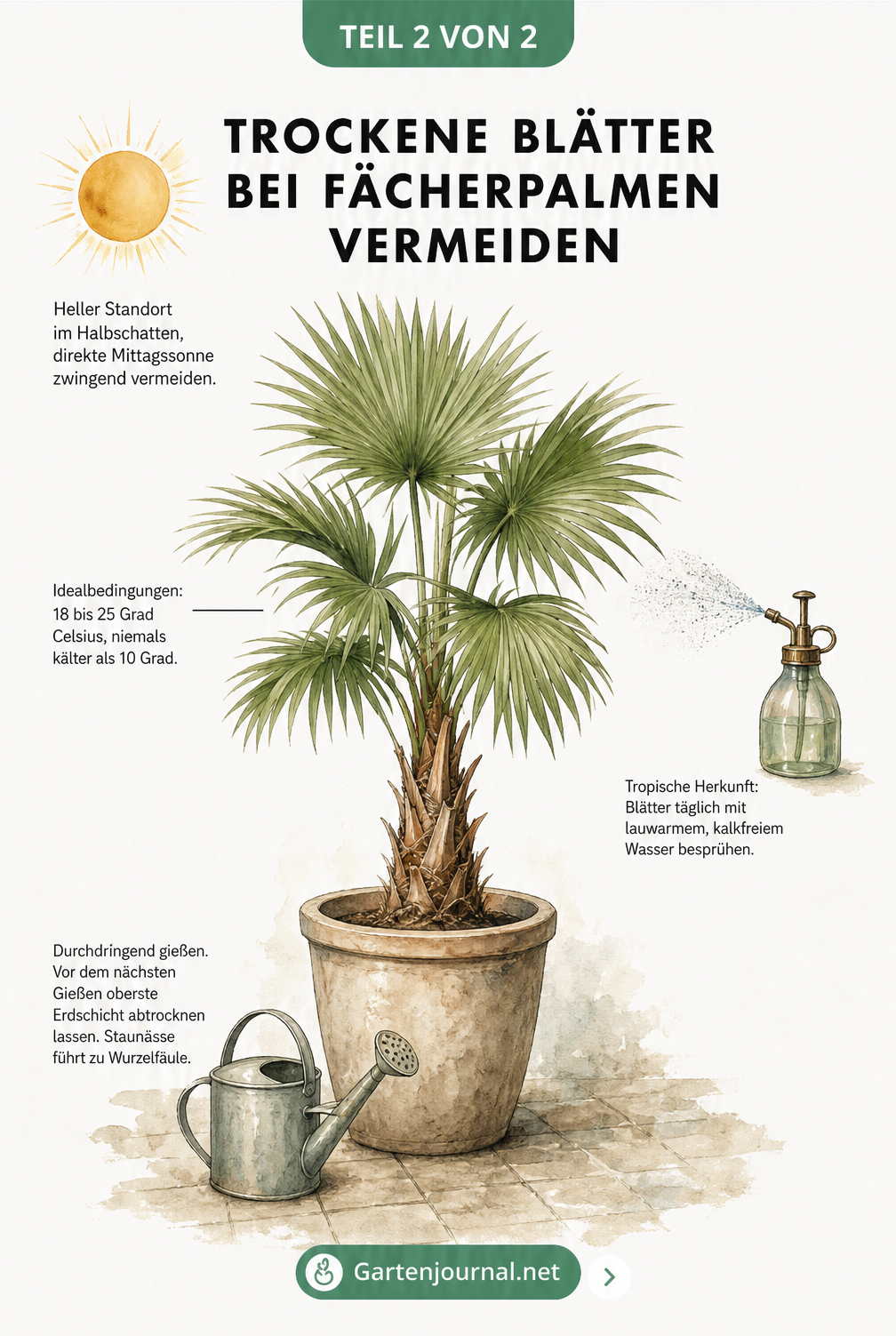 Illustration einer gesunden Livistona Rotundifolia im Topf mit Gießkanne und Sprühflasche