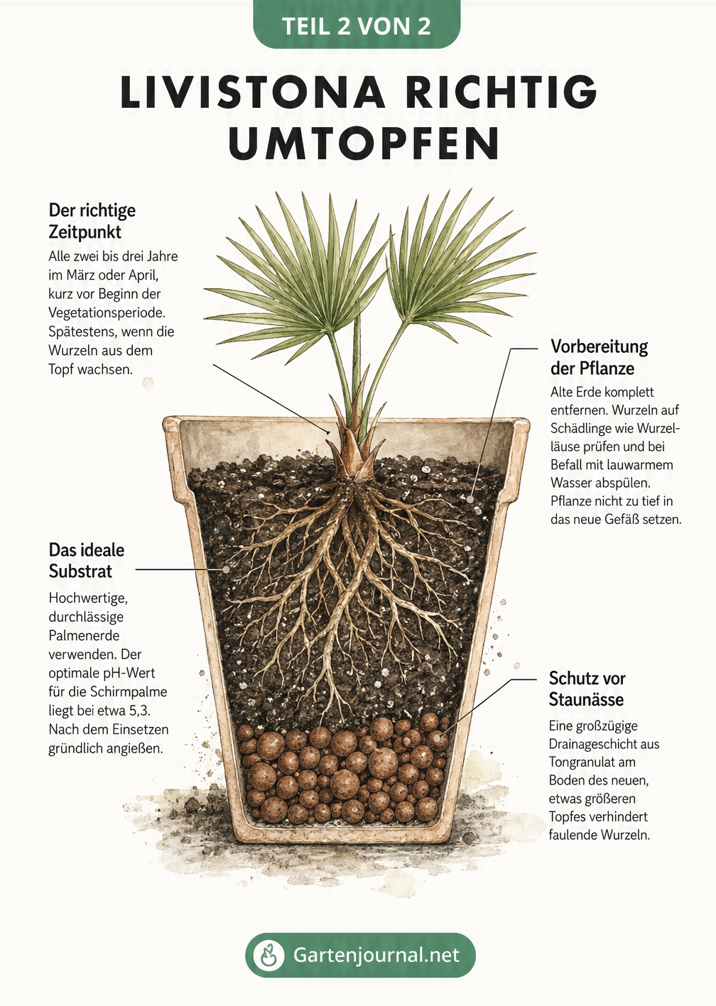 Querschnitt eines Pflanztopfes mit einer jungen Livistona, der die Erdschichten und das Wurzelwerk zeigt