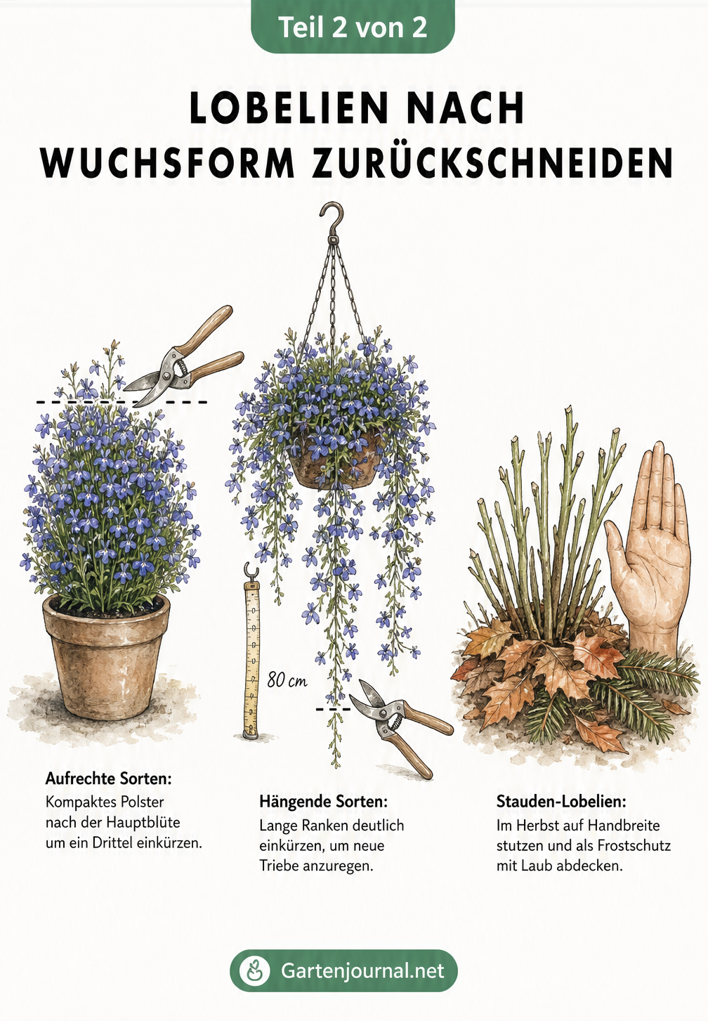 Drei verschiedene Lobelien-Arten: aufrechte Sorte, hängende Sorte in einer Ampel und Stauden-Lobelie im Herbstbeet, jeweils mit Schnittanleitung.