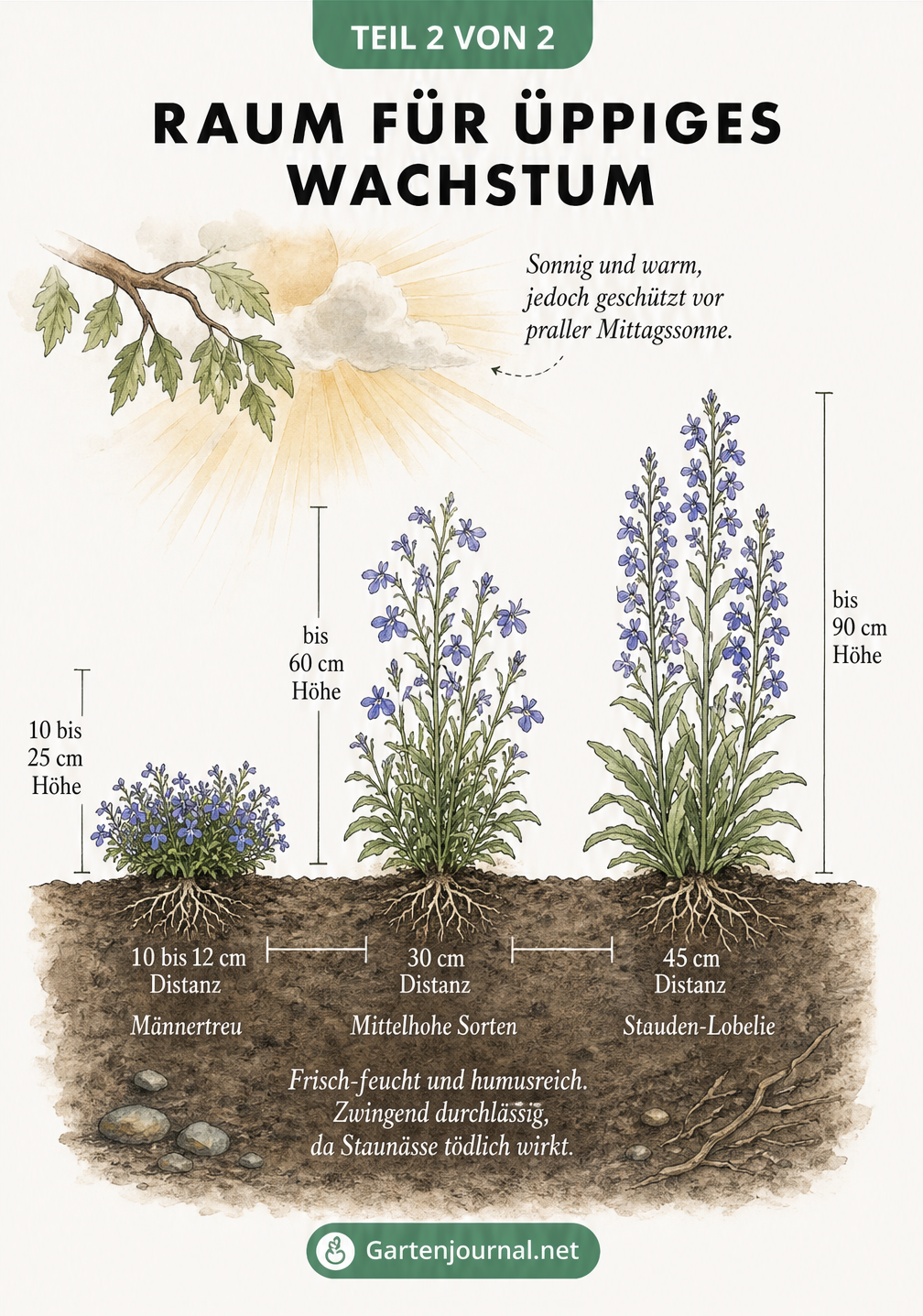 Querschnitt durch ein Gartenbeet mit drei Lobelien-Sorten, Pflanzabständen, Wuchshöhen und Standortbedingungen