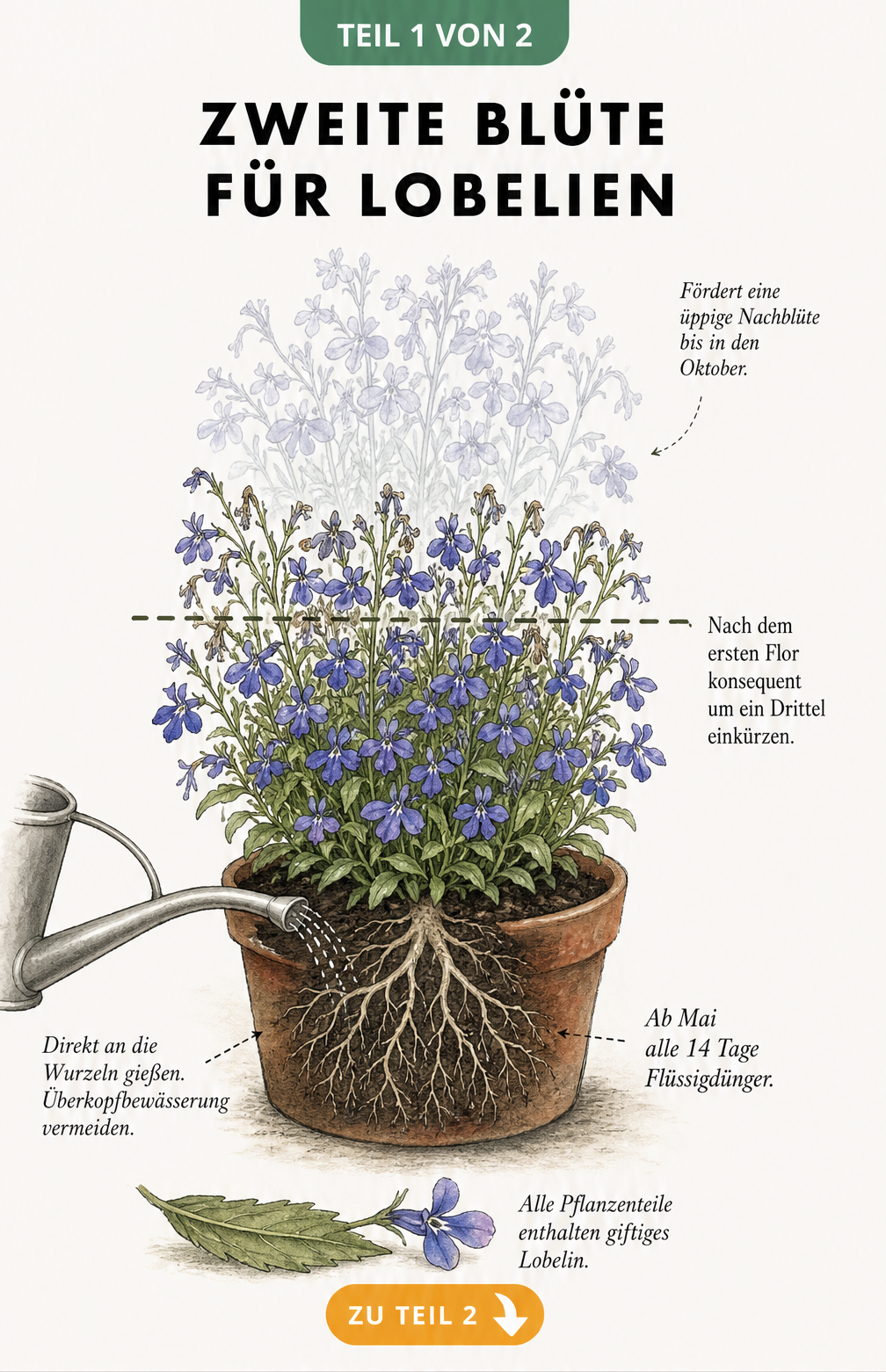 Botanische Illustration einer Lobelie im Topf mit Tipps zu Rückschnitt, Gießen und Düngen für eine zweite Blüte