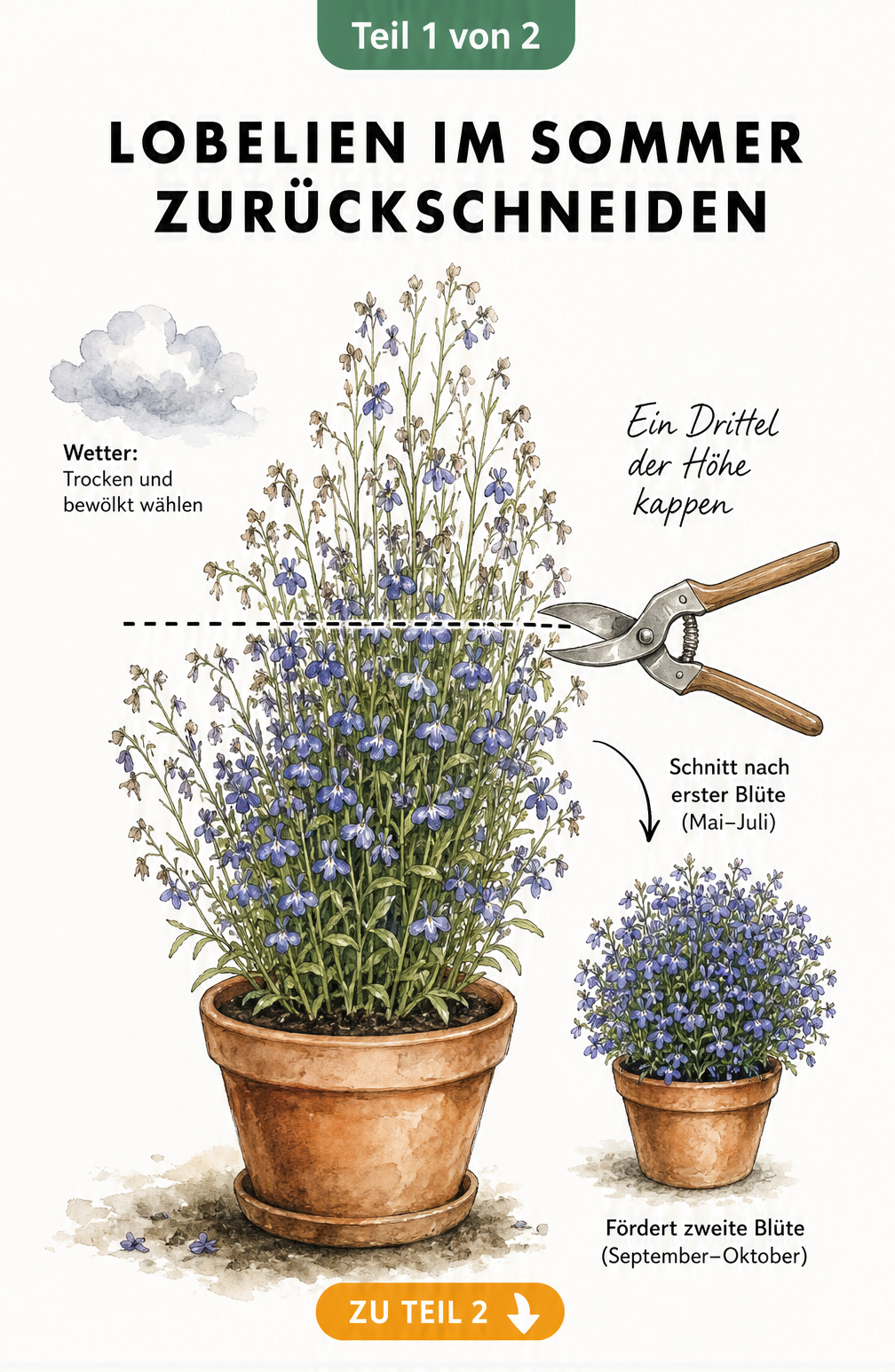 Illustration einer Lobelie im Topf, die mit einer Gartenschere um ein Drittel zurückgeschnitten wird, um eine zweite Blüte zu fördern.