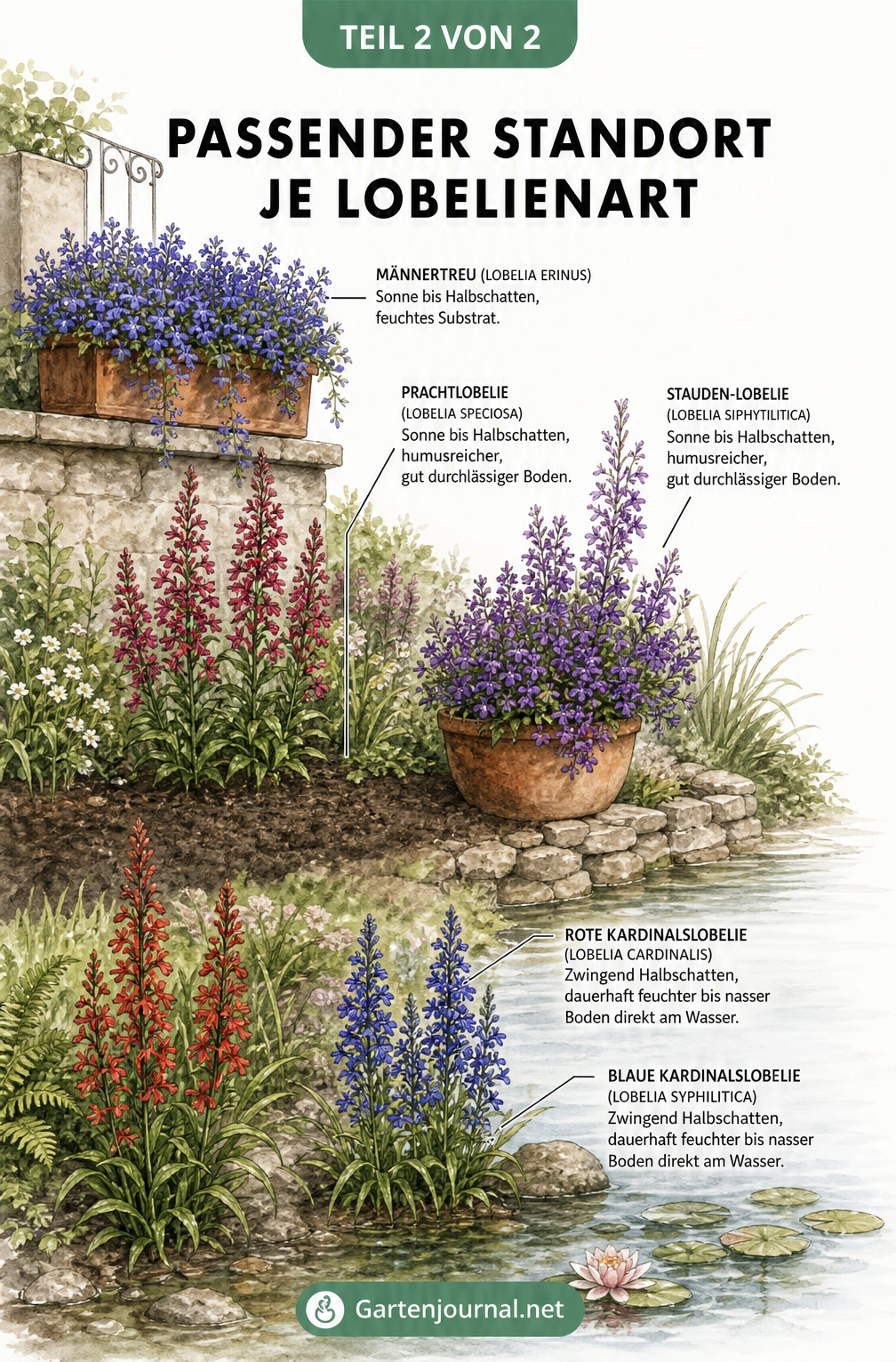 Illustration verschiedener Lobelienarten an ihren passenden Standorten von der Terrasse bis zum Teichufer