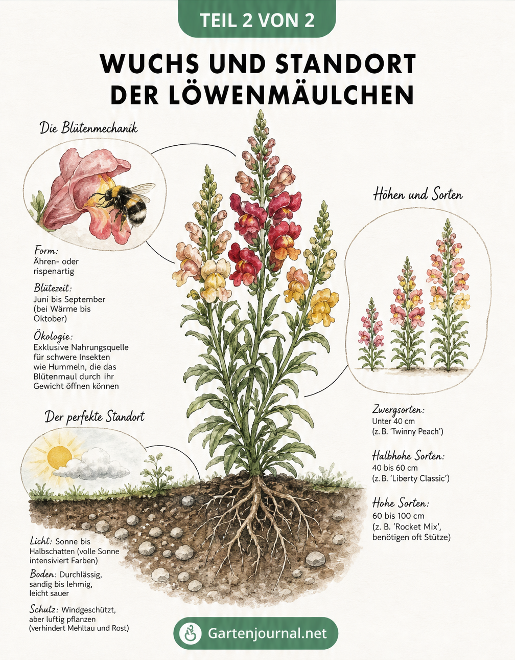 Zeitstrahl zur Entwicklung von Löwenmäulchen von der Aussaat über die Anzucht bis zur Blüte und Pflege