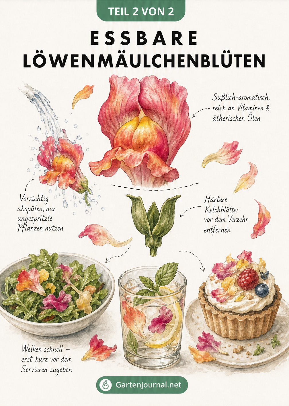 Illustration einer Löwenmäulchenblüte mit Hinweisen zur Vorbereitung und Verwendung in Salaten, Getränken und Desserts.
