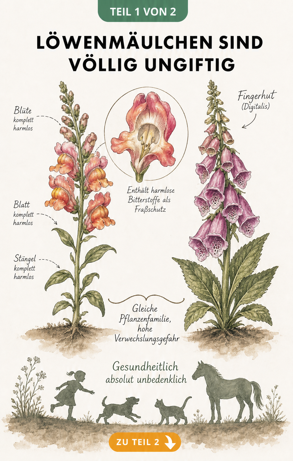 Botanische Illustration eines Löwenmäulchens und eines Fingerhuts im Vergleich, die zeigt, dass das Löwenmäulchen komplett harmlos ist.