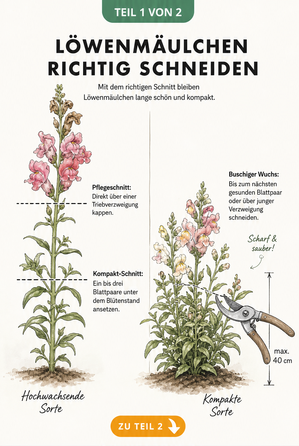 Botanische Illustration von hochwachsenden und kompakten Löwenmäulchen mit Schnittlinien für den Pflegeschnitt
