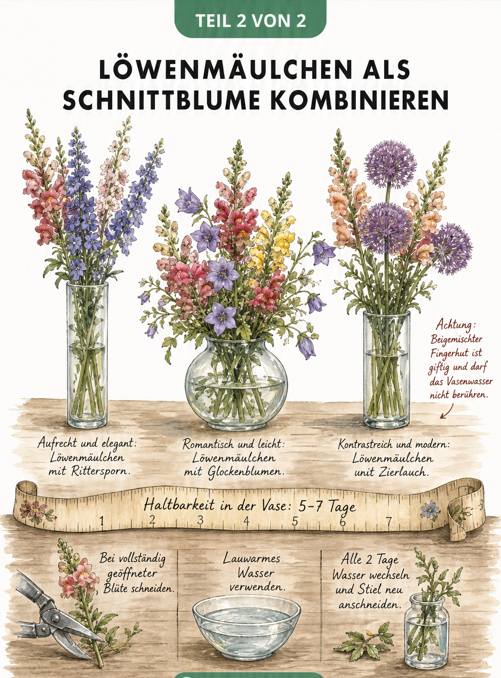 Drei Glasvasen mit Löwenmäulchen-Arrangements: kombiniert mit Rittersporn, Glockenblumen und Zierlauch