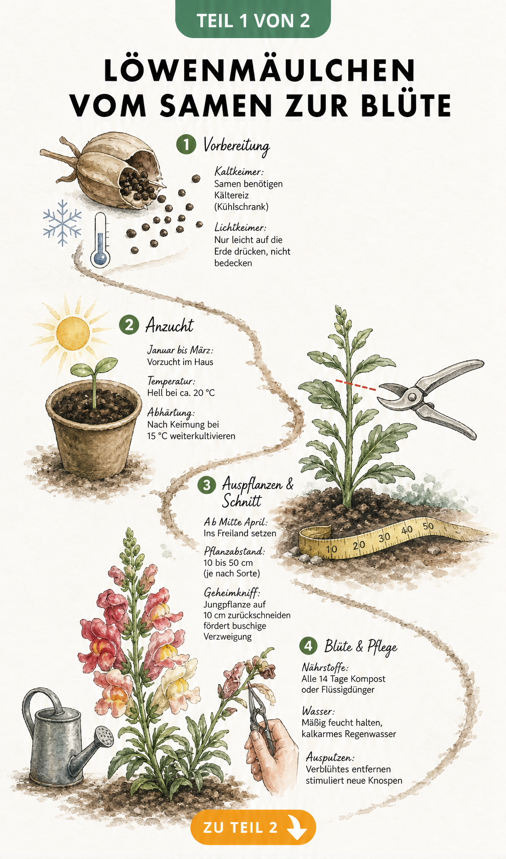 Illustration eines Löwenmäulchens mit Details zu Standort, Boden, Wuchshöhen und Blütenmechanik