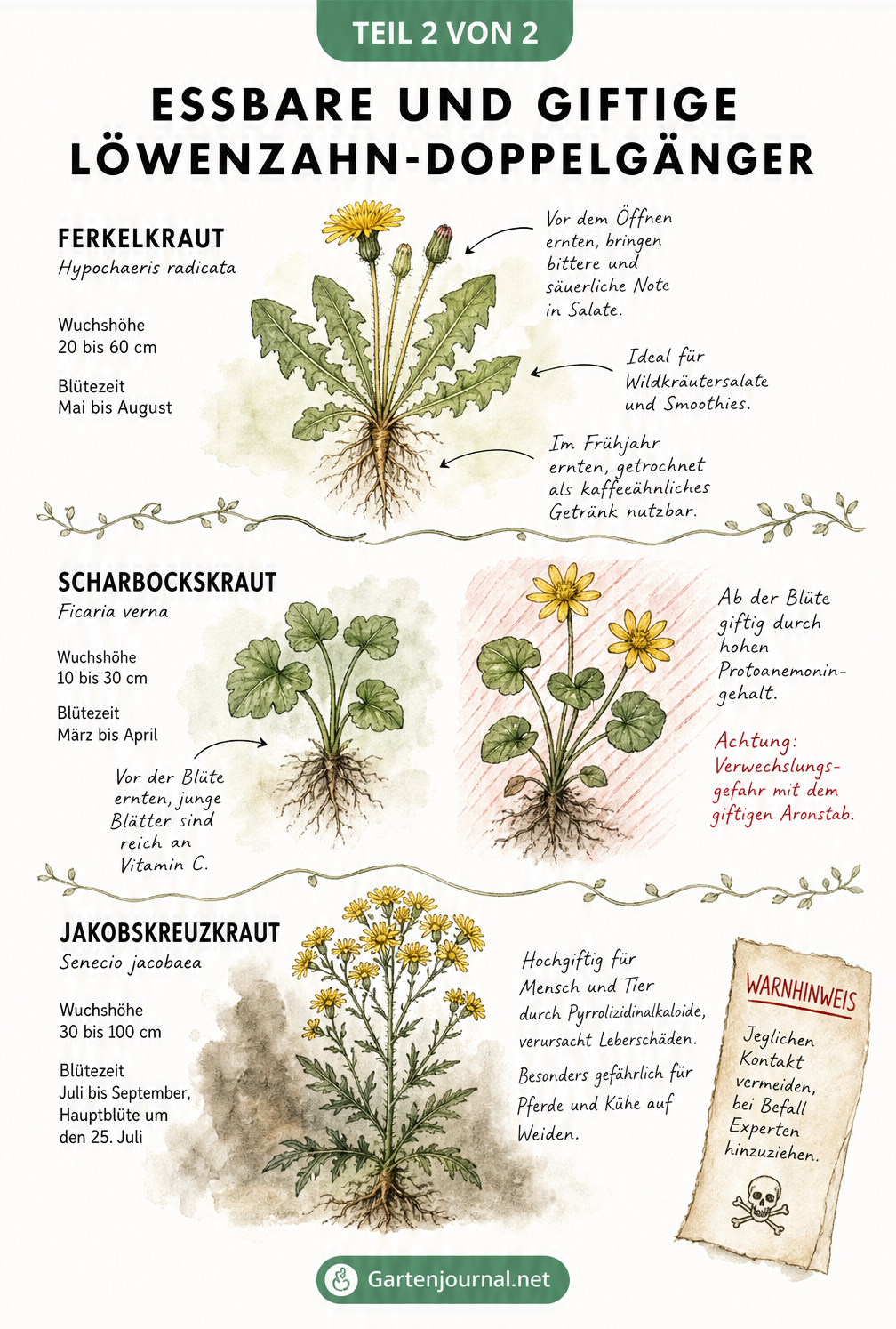 Aquarell-Illustration von Ferkelkraut, Scharbockskraut und Jakobskreuzkraut mit Hinweisen zu Essbarkeit und Giftigkeit