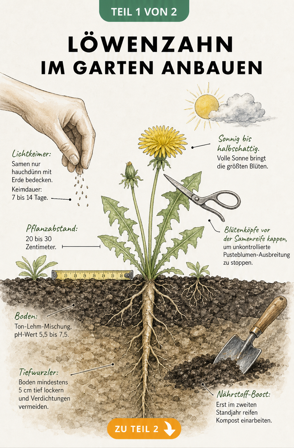 Schnittdarstellung eines Gartenbeets mit Löwenzahn, die Aussaat, Standort, Pflanzabstand und das tiefe Wurzelwerk im Boden zeigt.