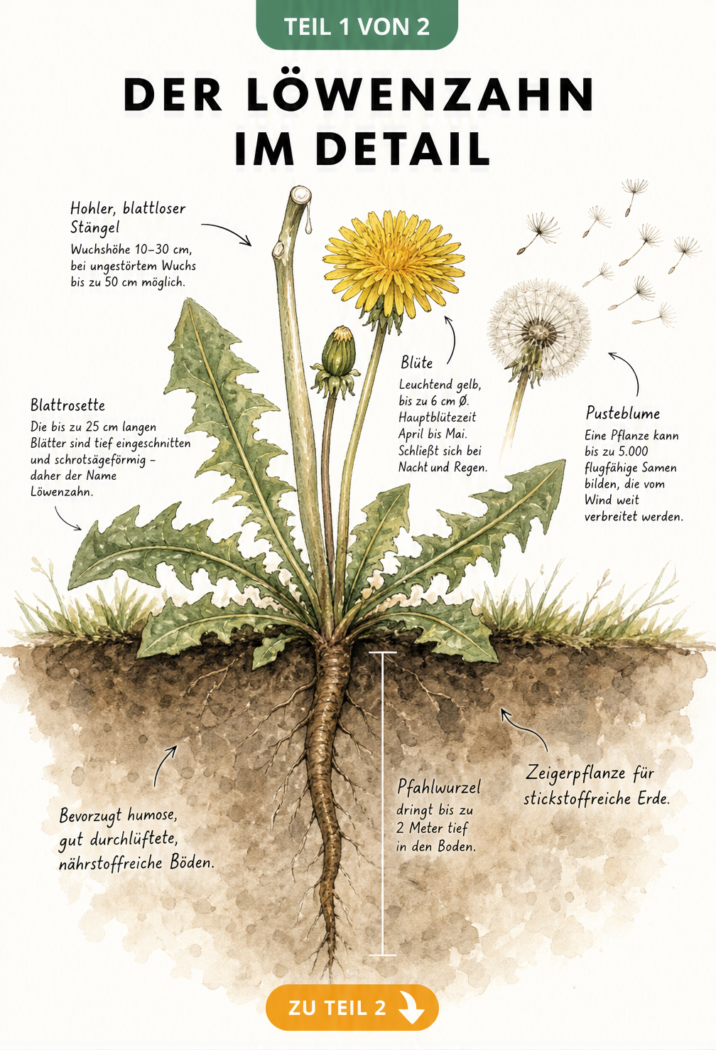 Botanische Illustration eines Löwenzahns im Querschnitt mit Blattrosette, Blüte, Pusteblume und tiefer Pfahlwurzel im Erdreich