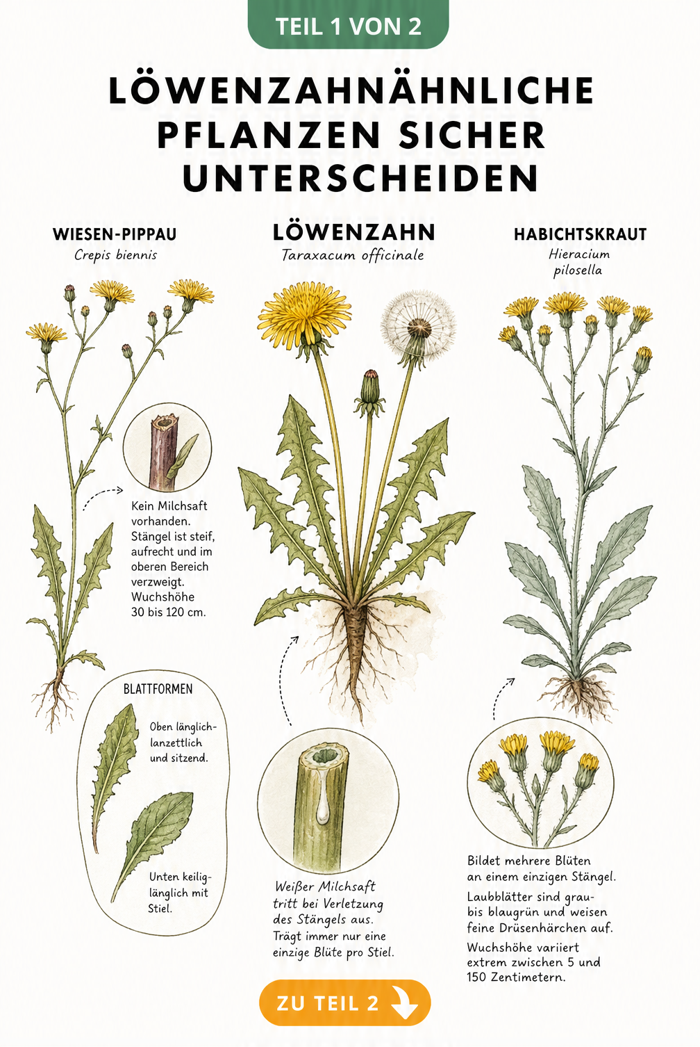 Botanische Illustration von Löwenzahn, Wiesen-Pippau und Habichtskraut mit Detailzeichnungen zur Unterscheidung